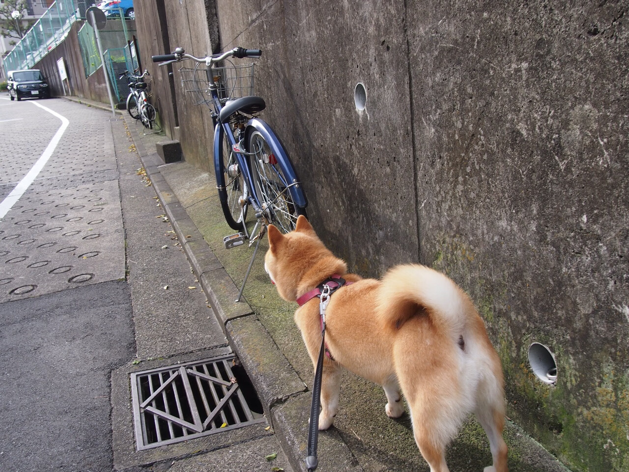 Dota 2 赛季中期战况复杂多变,dota2新赛制