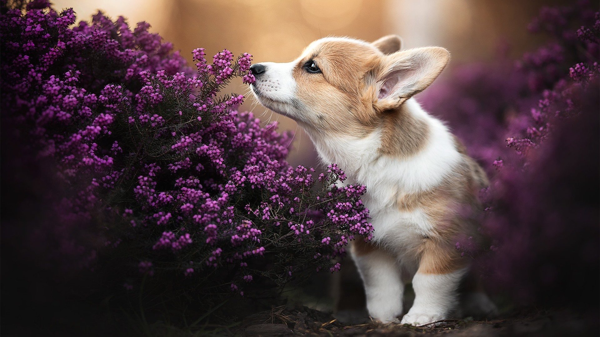 开云kaiyun-“现场气氛火爆，粉丝热情助威让比赛气场升华”，比赛现场氛围热烈