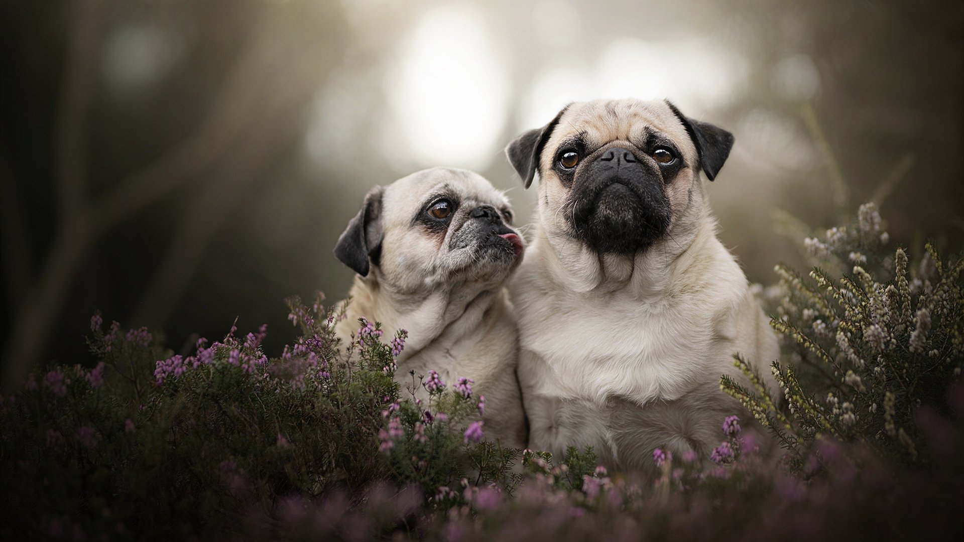 舞台布置升级,打造国际一流台球比赛环境,台球赛场