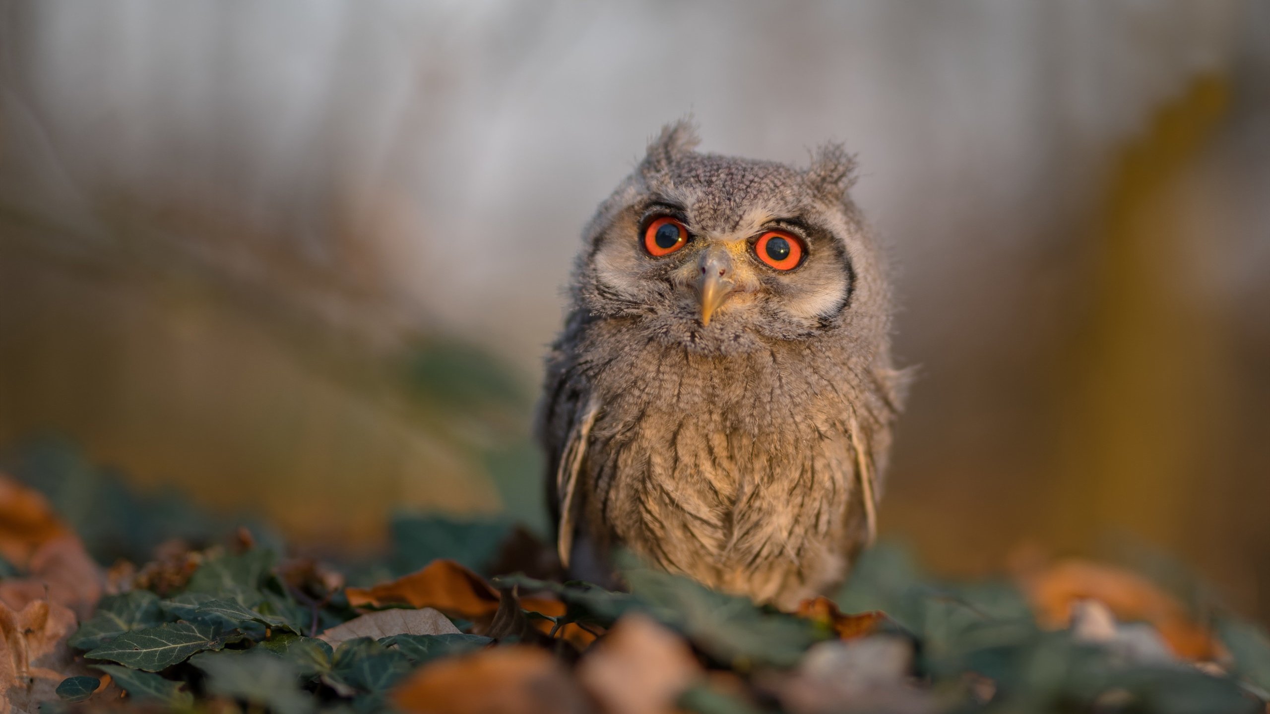 kaiyun网站-英格兰男篮在欧洲青年篮球锦标赛中表现出色，英格兰男足欧洲杯名单