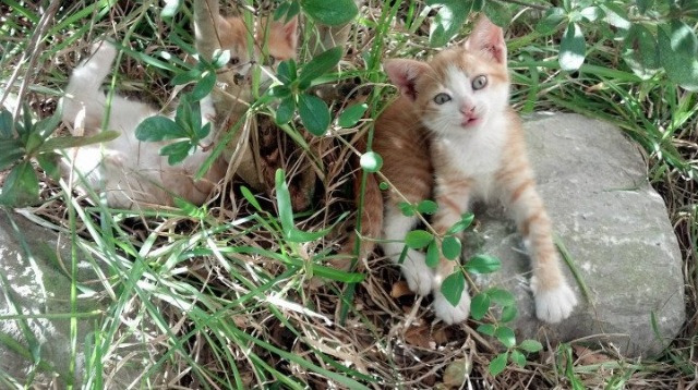 kaiyun体育app-足球评论节目在短视频平台受到热捧，足球评论的app