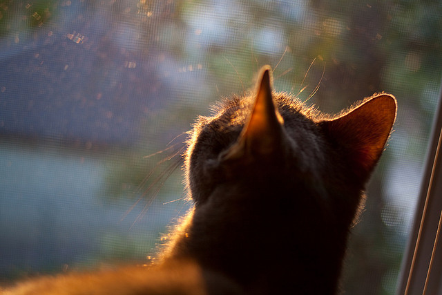 伊朗男足在巴黎奥运会上表现出色,赢得奖牌,伊朗男足最好成绩