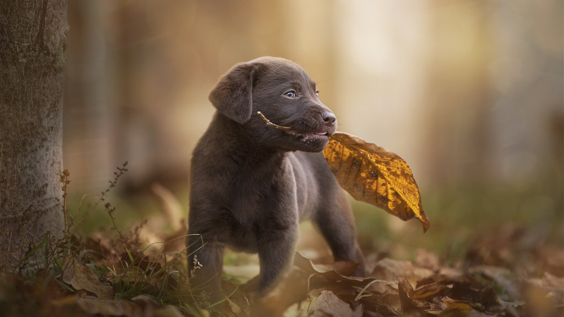 佛罗伦萨球员大胆发言,表达夺冠决心,佛罗伦萨球队主场