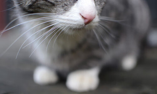 摩纳哥新帅上任,拟定新赛季计划,摩纳哥阵型