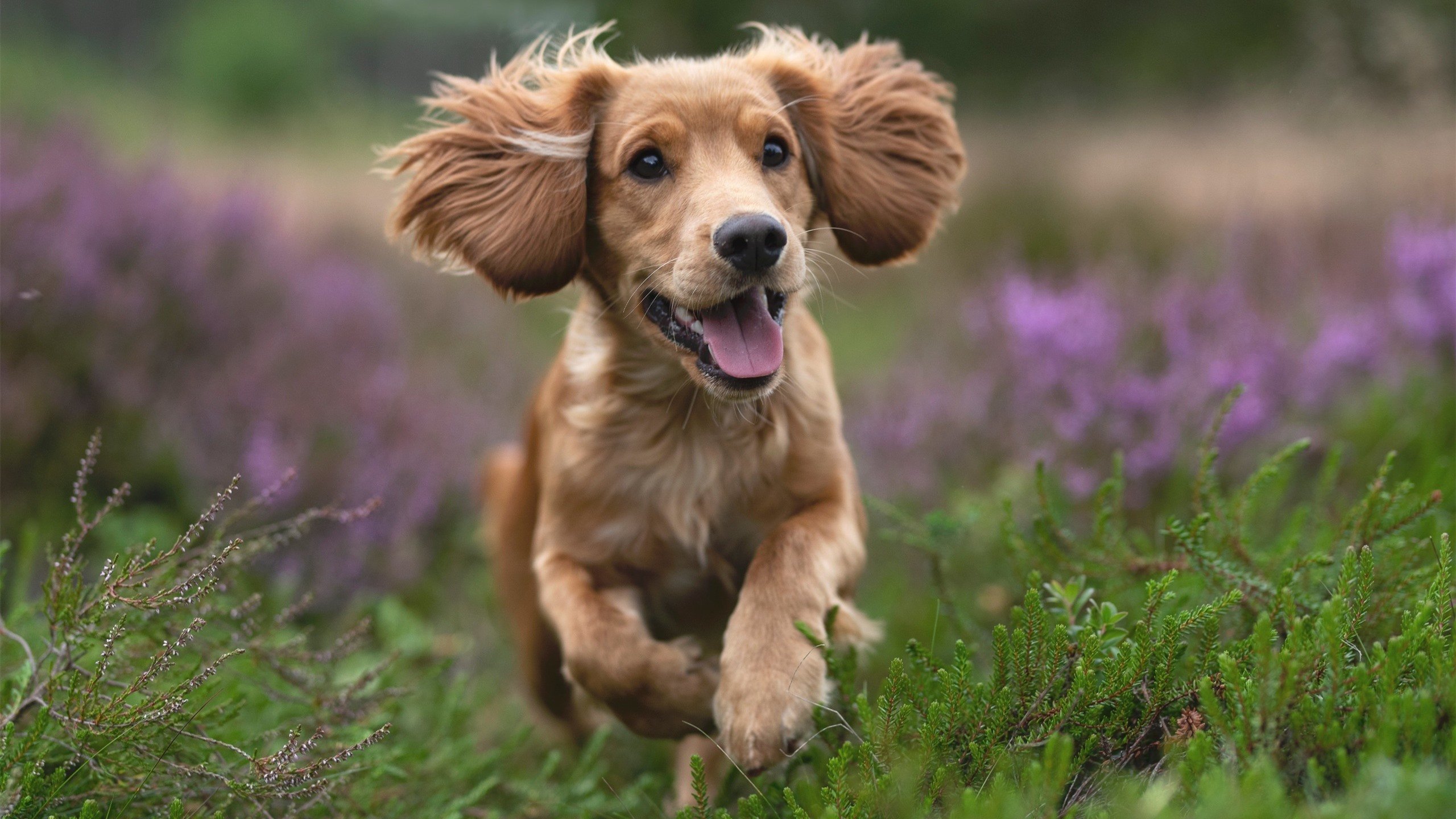 波尔多客场击败洛里昂,取得三分,波尔多对阵昂热