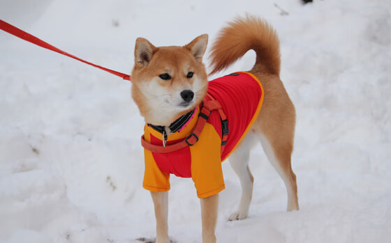 中小学体育健康促进政策实施成效研究,中小学体育健康教育的文件