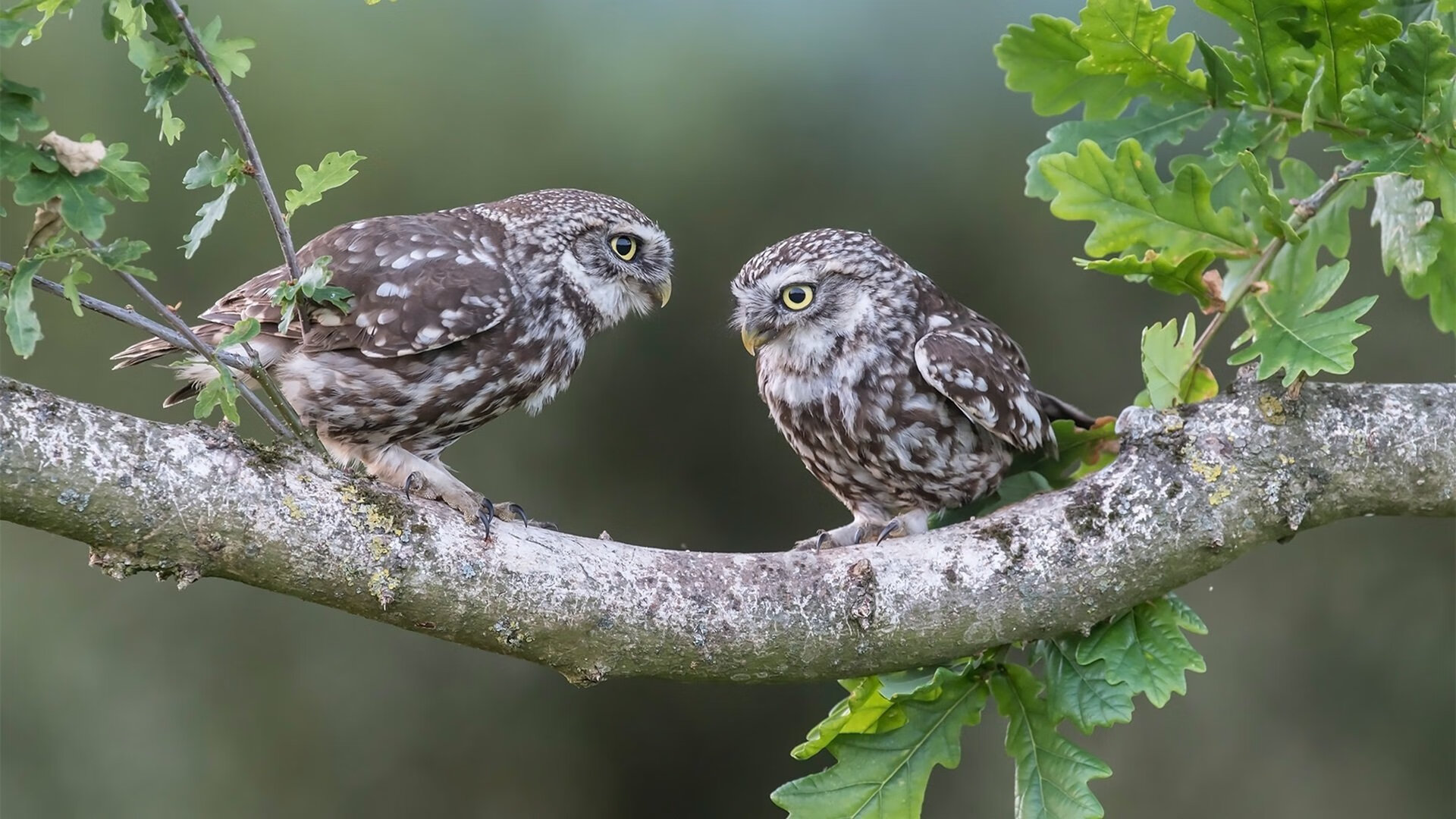 意甲球队运用心率变异性预测过度训练风险,心率变异性在训练中的应用