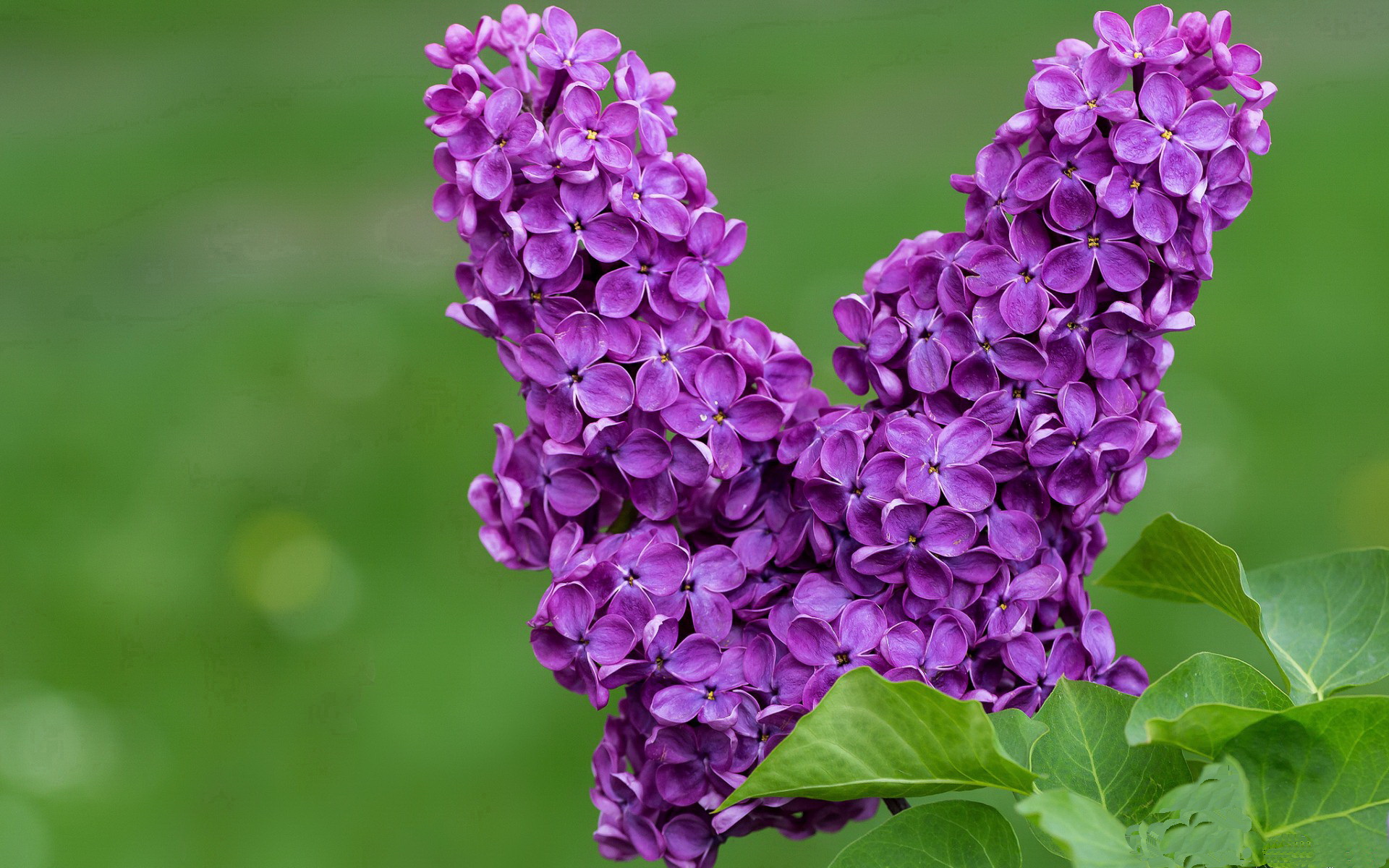 开云·体育官网APP下载-欧洲超级联赛：夺冠热门球队的战前统计分析，欧洲超级联赛队伍