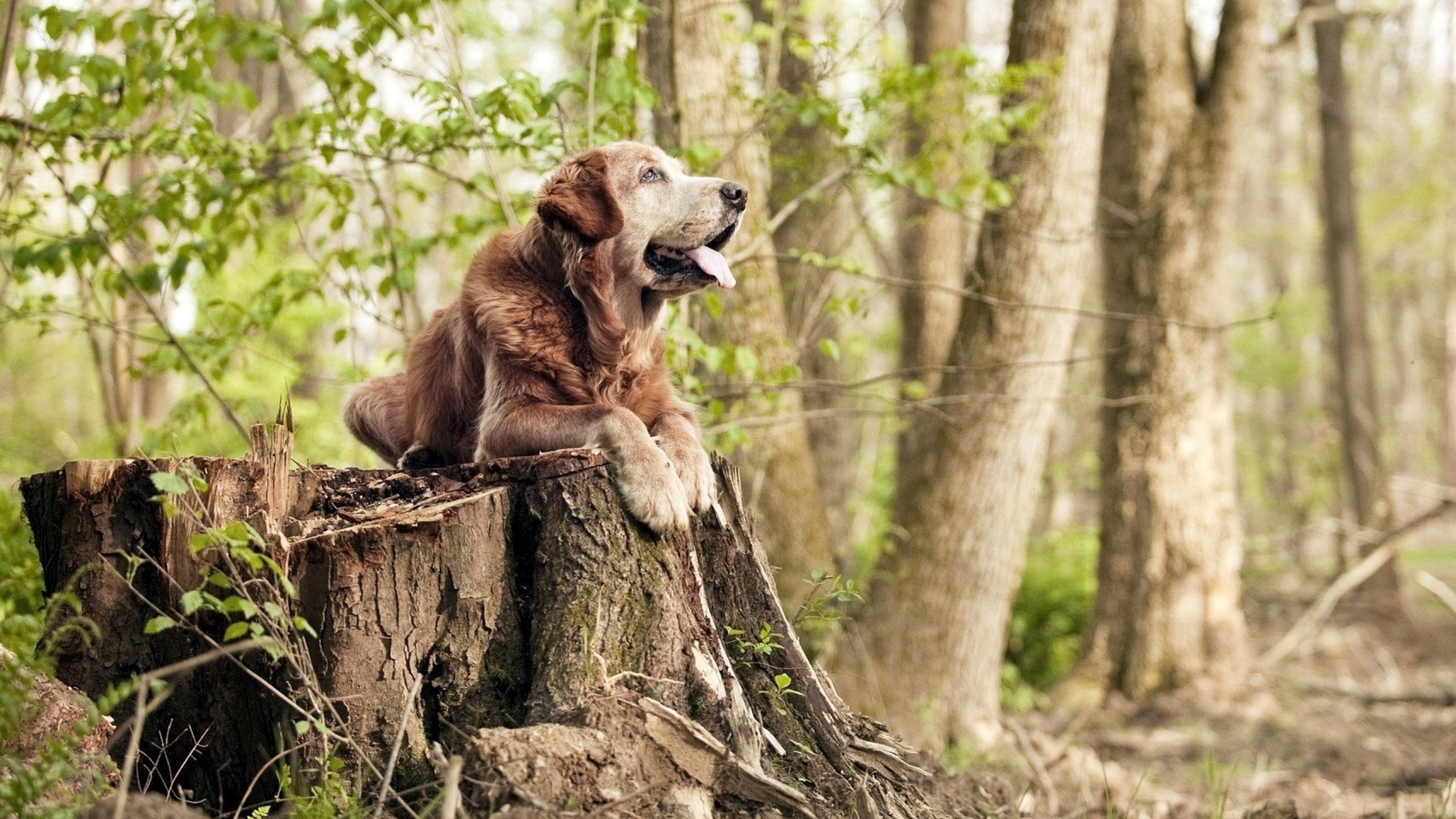 kaiyun网站-深圳领航队重视第二阵容轮换提升整体深度，深圳领航者比赛记录