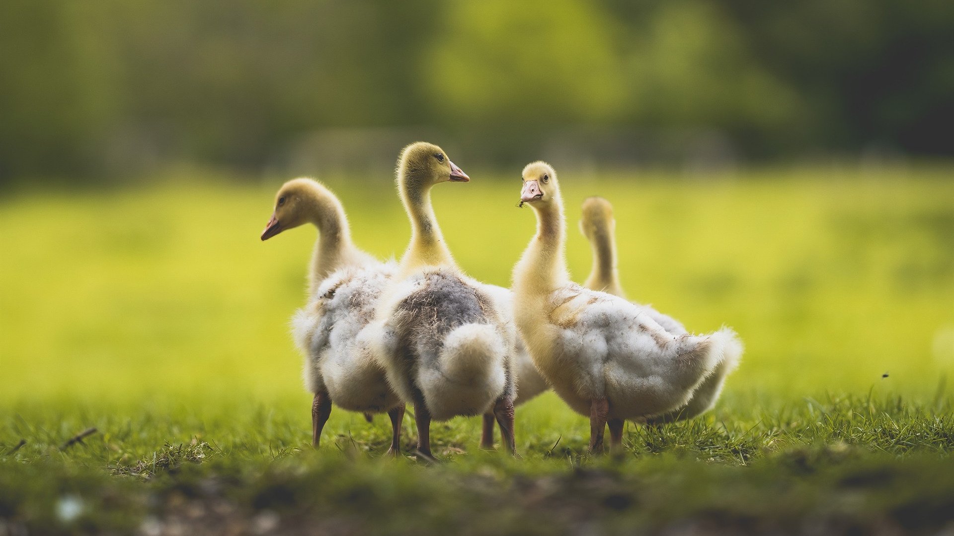 开云官方网页登录-2026年世界杯十大亮点预告，期待世界足坛盛事！，2026年的世界杯