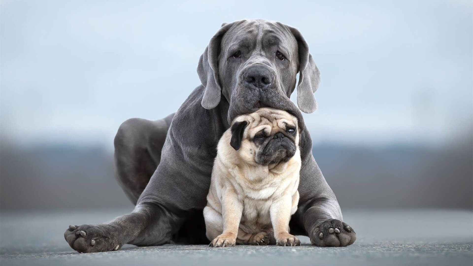开云平台-凯恩·瑞安：为全黑队带来新战术打法的灵感和突破，凯恩是哪个队