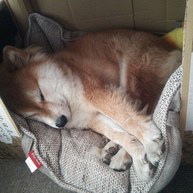 科里·简:全黑队边锋新星,速度与技巧并存,里科百科