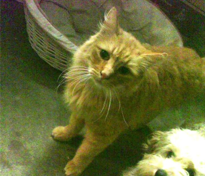 篮球青训教练论坛聚焦育人理念与方法,青年篮球培训